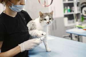 How Do I Become a Veterinary Practitioner? How Do I Become a Veterinary Practitioner?